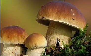 舌尖上的云南野生菌，燃燒著每個吃貨的味蕾