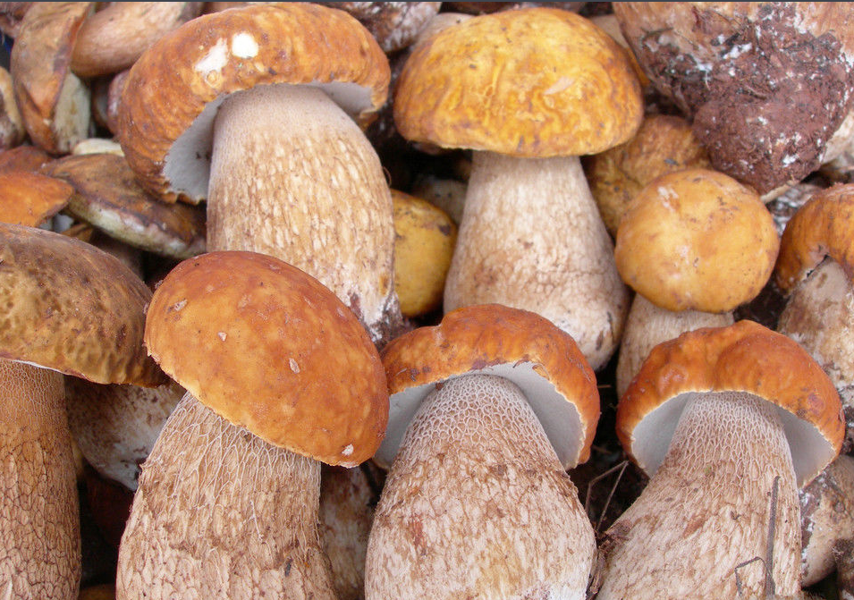 2017云南野生菌少量上市，見手青最高450元/公斤