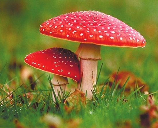 食用野生菌中毒防治知識(shí)