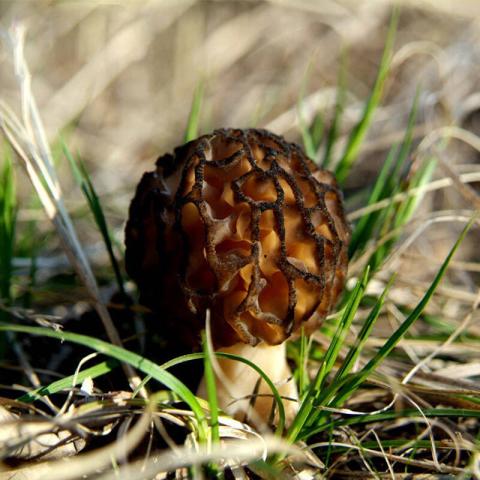 村里一種野生菌，現(xiàn)在逐步減少，一斤600多元價(jià)值很珍貴