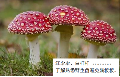 預防毒蘑菇中毒，這些事你該知道